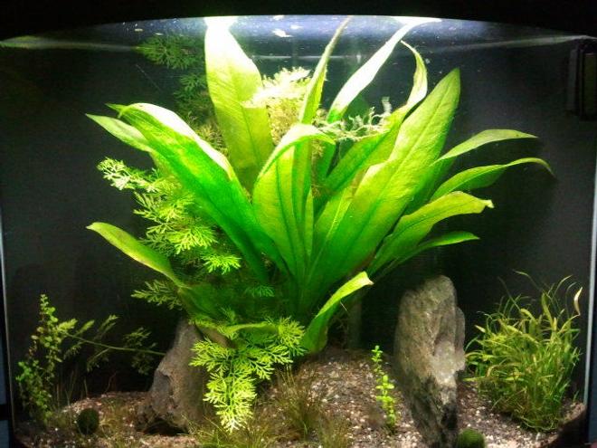 planted tank (mostly live plants and fish) - My little 30l, was a nice scape, unfortunately I moved and haven't got round to setting this one up again.
