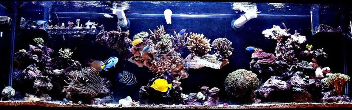 125 gallons reef tank (mostly live coral and fish) - ~125 Gallon SPS Dominant Predator Reef ~