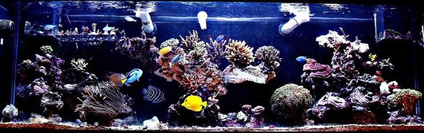 Rated #3: 125 Gallons Reef Tank - ~125 Gallon SPS Dominant Predator Reef ~