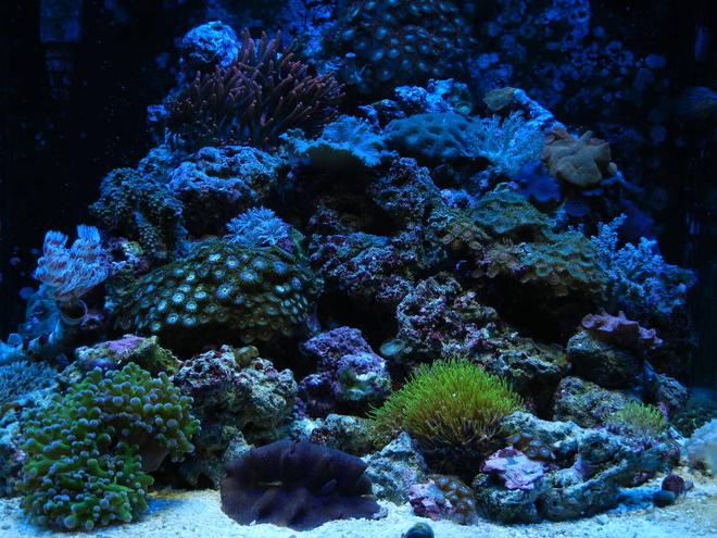27 gallons reef tank (mostly live coral and fish) - 27 gallon reef