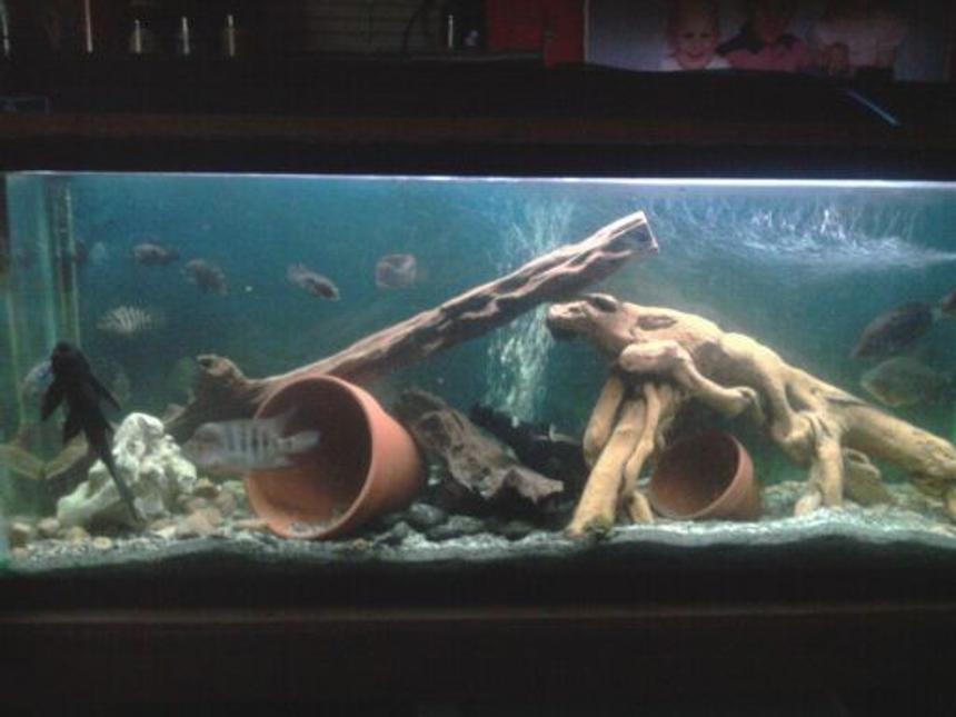 Rated #175: 55 Gallons Freshwater Fish Tank - 55 gal