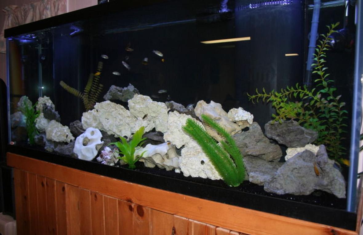 150 gallons freshwater fish tank (mostly fish and non-living decorations) - 15