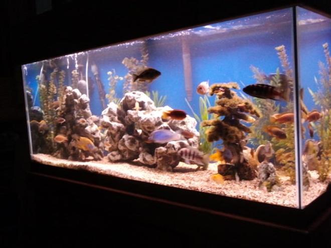 75 gallons freshwater fish tank (mostly fish and non-living decorations) - 75gal african cichlid tank