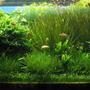 120 gallons planted tank (mostly live plants and fish) - Actuall look of my tank