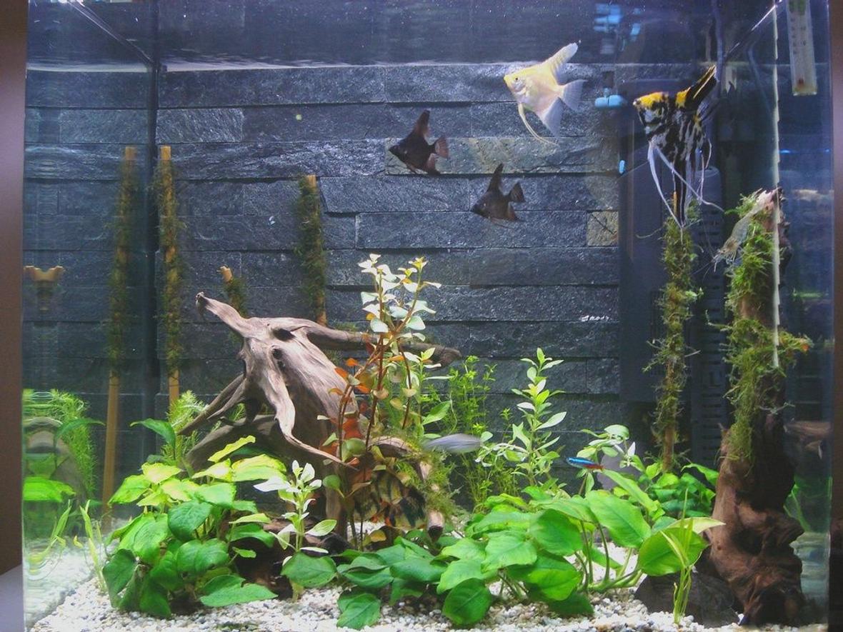 50 gallons planted tank (mostly live plants and fish) - Homemade real slate background. java moss on bamboo.