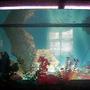 90 gallons freshwater fish tank (mostly fish and non-living decorations) - same 90 gallon tank