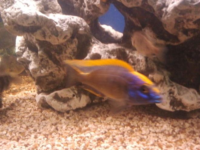 freshwater fish - aulonocara baenschi - sunshine peacock stocking in 75 gallons tank - Xxx