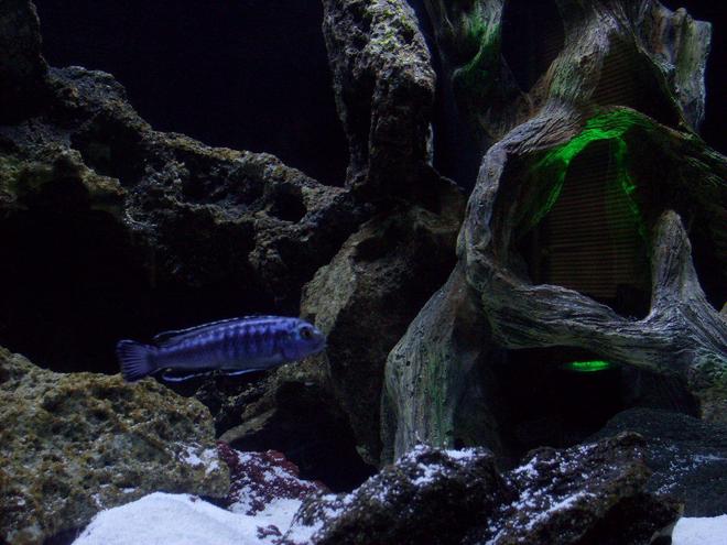 freshwater fish - melanochromis johannii - johanni cichlid stocking in 55 gallons tank - The Green lit Mangrove