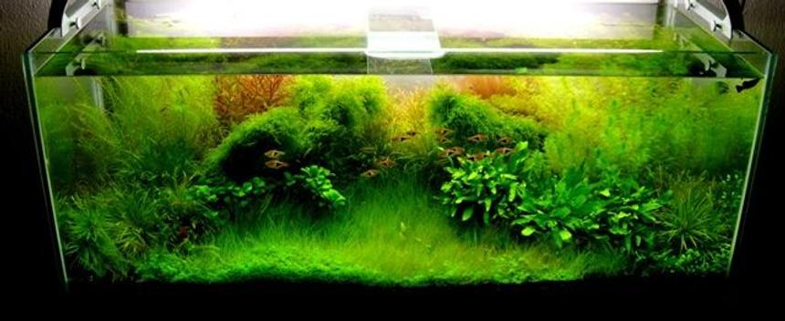 Rated #12: 34 Gallons Planted Tank - colors in water