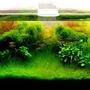 34 gallons planted tank (mostly live plants and fish) - colors in water