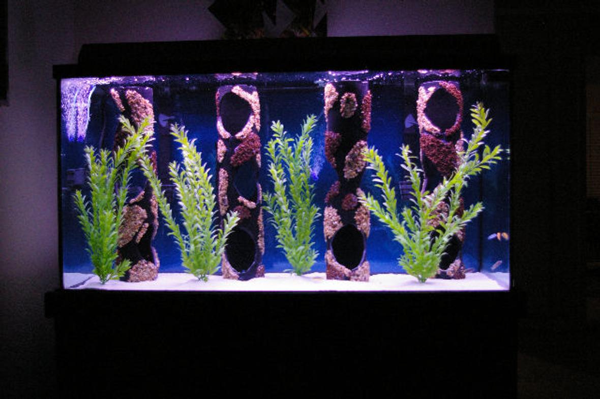 80 gallons freshwater fish tank (mostly fish and non-living decorations) - 80 Gallon malawi cichlid tank