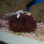 corals inverts - lytechinus variegatus - pincushion urchin stocking in 55 gallons tank - Sea Urchin whit a bunch of shells he collected. I got three of them right out of the Gulf.