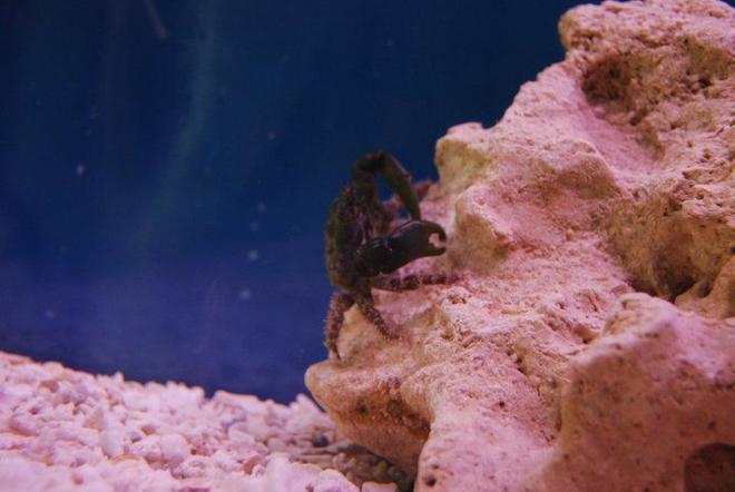 corals inverts - mithrax sculptus - emerald crab stocking in 55 gallons tank - Dark Green Emerald Crab