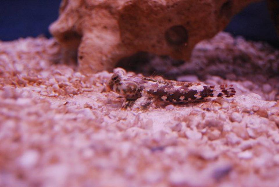 saltwater fish - synchiropus marmoratus - red scooter dragonet stocking in 55 gallons tank - Scooter Blenny that was killed by Emerald Crab.