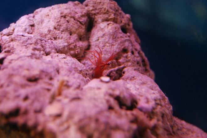 corals inverts - lysmata wurdemanni - peppermint shrimp stocking in 55 gallons tank - Peppermint Shrimp