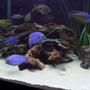 fish tank picture - Mixed African Cichlids.