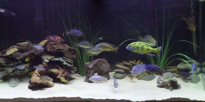 90 gallons freshwater fish tank (mostly fish and non-living decorations) - My mixed African Cichlid aquarium.