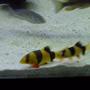 freshwater fish - botia macracantha - clown loach stocking in 90 gallons tank - My baby Clown Loaches.