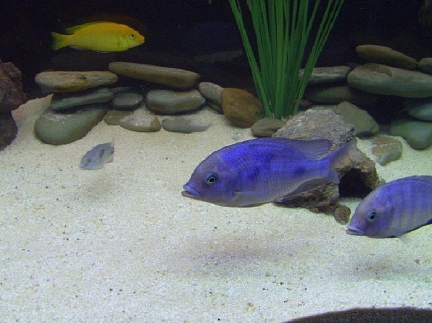 Rated #261: Freshwater Fish - Cyrtocara Moorii - Blue Dolphin Cichlid Stocking In 90 Gallons Tank - Two of my young adult Blue Dolphin African Cichlids along with a baby Blue Dolphin African Cichlid.  In the background there's an Electric Yellow African Cichlid.