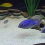 freshwater fish - cyrtocara moorii - blue dolphin cichlid stocking in 90 gallons tank - Two of my young adult Blue Dolphin African Cichlids along with a baby Blue Dolphin African Cichlid. In the background there's an Electric Yellow African Cichlid.