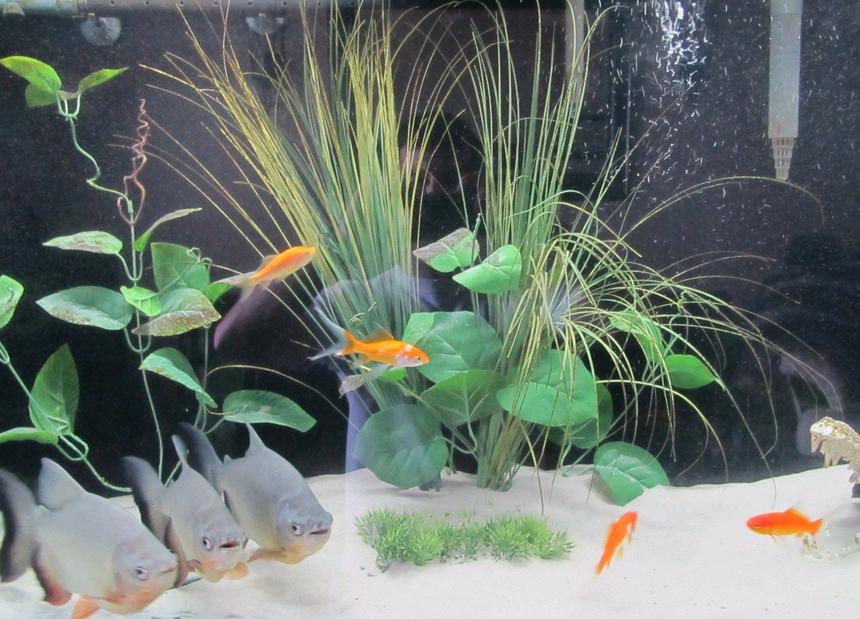 Rated #80: Freshwater Fish - Carrassius Auratus - Goldfish Stocking In 55 Gallons Tank