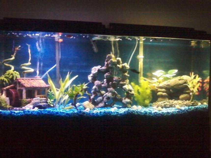 Rated #180: 55 Gallons Planted Tank - My first tank