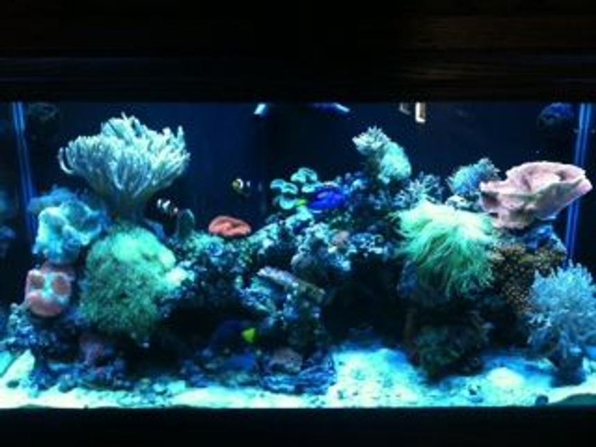 Rated #43: 90 Gallons Reef Tank - September 10, 2011