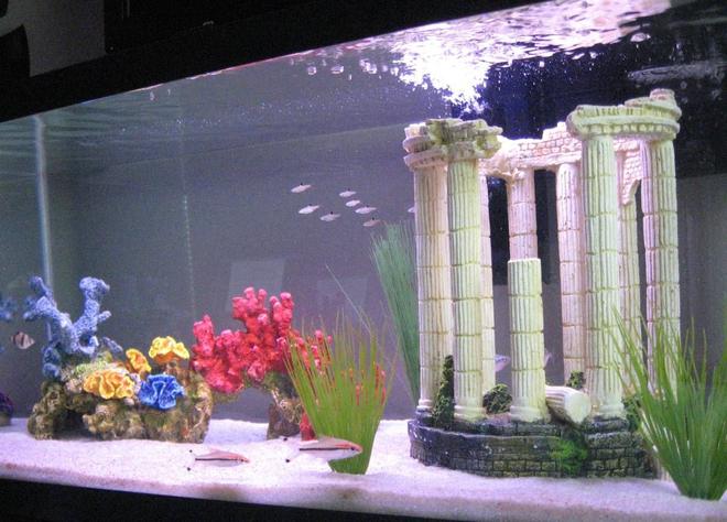 45 gallons freshwater fish tank (mostly fish and non-living decorations) - My Tropical Freshwater Aquarium