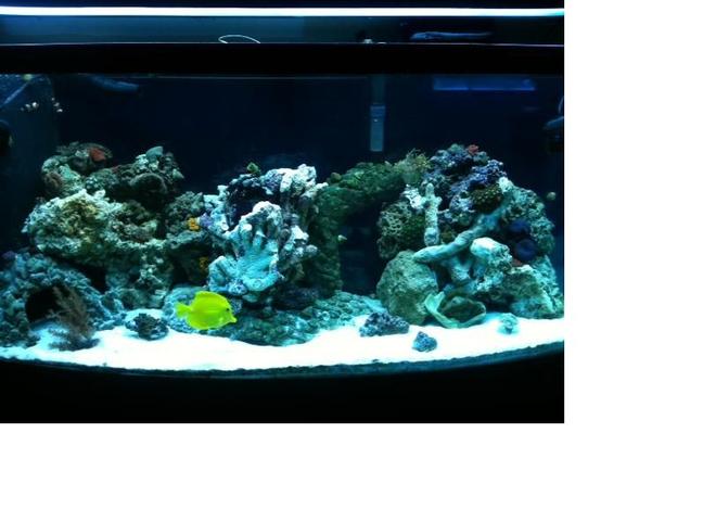 75 gallons reef tank (mostly live coral and fish) - 75 gallon saltwater reef tank
