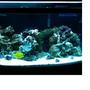 75 gallons reef tank (mostly live coral and fish) - 75 gallon saltwater reef tank