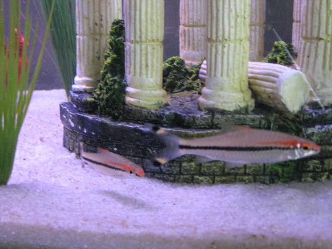 freshwater fish - barbus denisonii - denison barb stocking in 45 gallons tank - Red-Line Torpedo Barbs also called Roseline Sharks