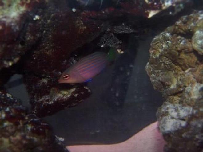 saltwater fish - pseudocheilinus hexataenia - six line wrasse stocking in 55 gallons tank - six line wrasse