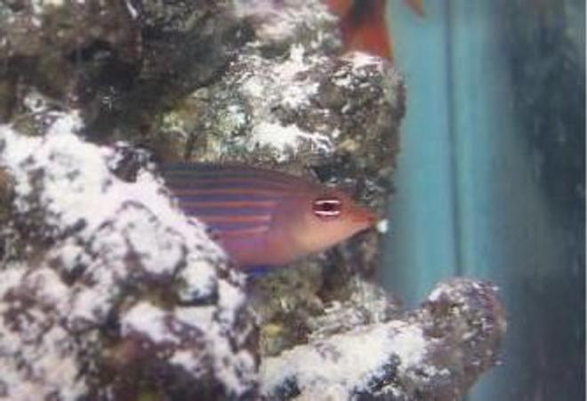saltwater fish - pseudocheilinus hexataenia - six line wrasse stocking in 55 gallons tank - six line wrasse poking his head out of the live rock. He is so difficult to get a good pic of.