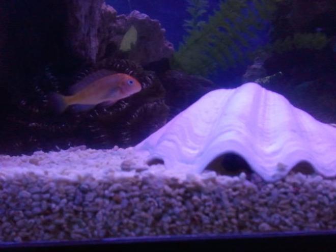 freshwater fish - pseudotropheus demasoni - demasoni cichlid stocking in 300 gallons tank - pseudotroph demasoni making a home
under a shell.