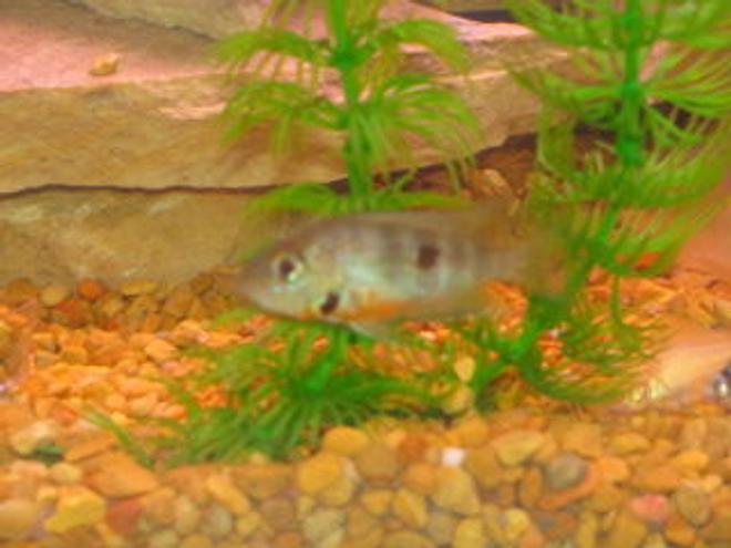 freshwater fish - thorichthys meeki - firemouth cichlid stocking in 29 gallons tank - fire mouth cichlid