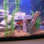 29 gallons freshwater fish tank (mostly fish and non-living decorations) - my tank layout