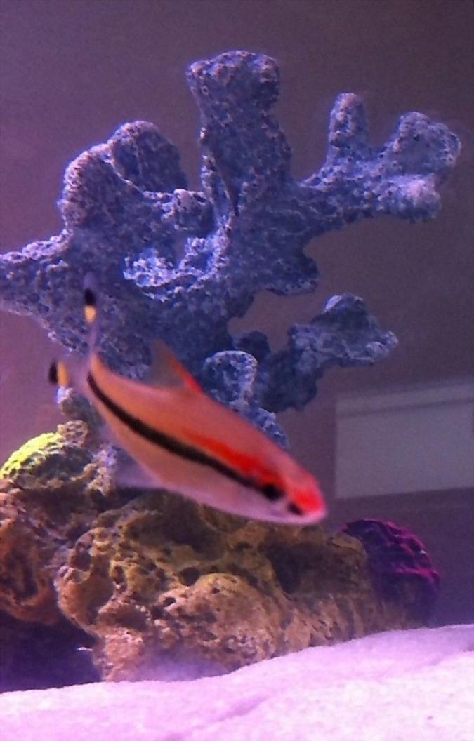 freshwater fish - barbus denisonii - denison barb stocking in 45 gallons tank - Red line Torpedo Barb