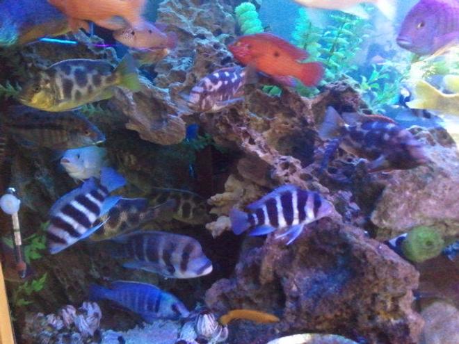 freshwater fish - cyphotilapia frontosa - frontosa cichlid stocking in 300 gallons tank - popular cave..