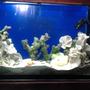 10 gallons saltwater fish tank (mostly fish, little/no live coral) - those are dead corals