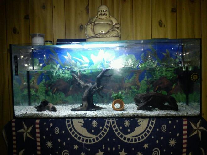 75 gallons freshwater fish tank (mostly fish and non-living decorations) - new set up