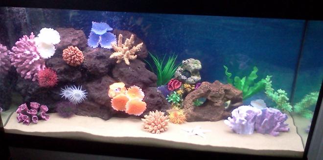 44 gallons freshwater fish tank (mostly fish and non-living decorations) - First attemp at an artificial freshwater reef. Just need to get through the cycle and stock it.