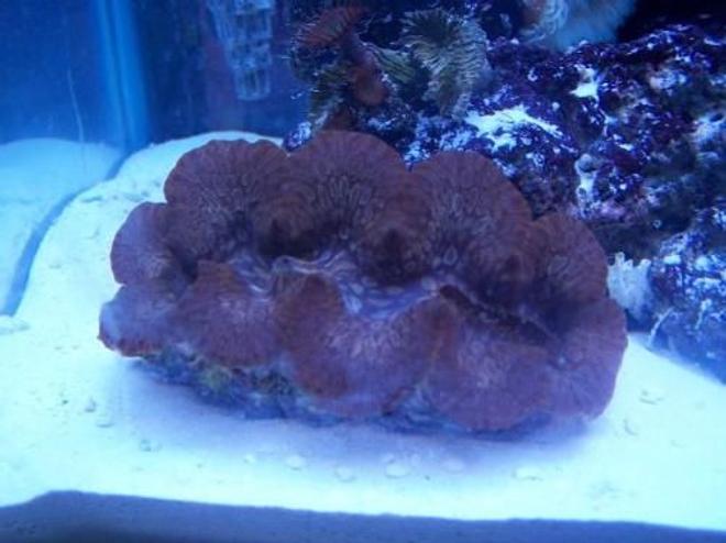 corals inverts - tridacna maxima - maxima clam stocking in 55 gallons tank - my maxima clam. about 6 inches long.