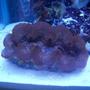 corals inverts - tridacna maxima - maxima clam stocking in 55 gallons tank - my maxima clam. about 6 inches long.