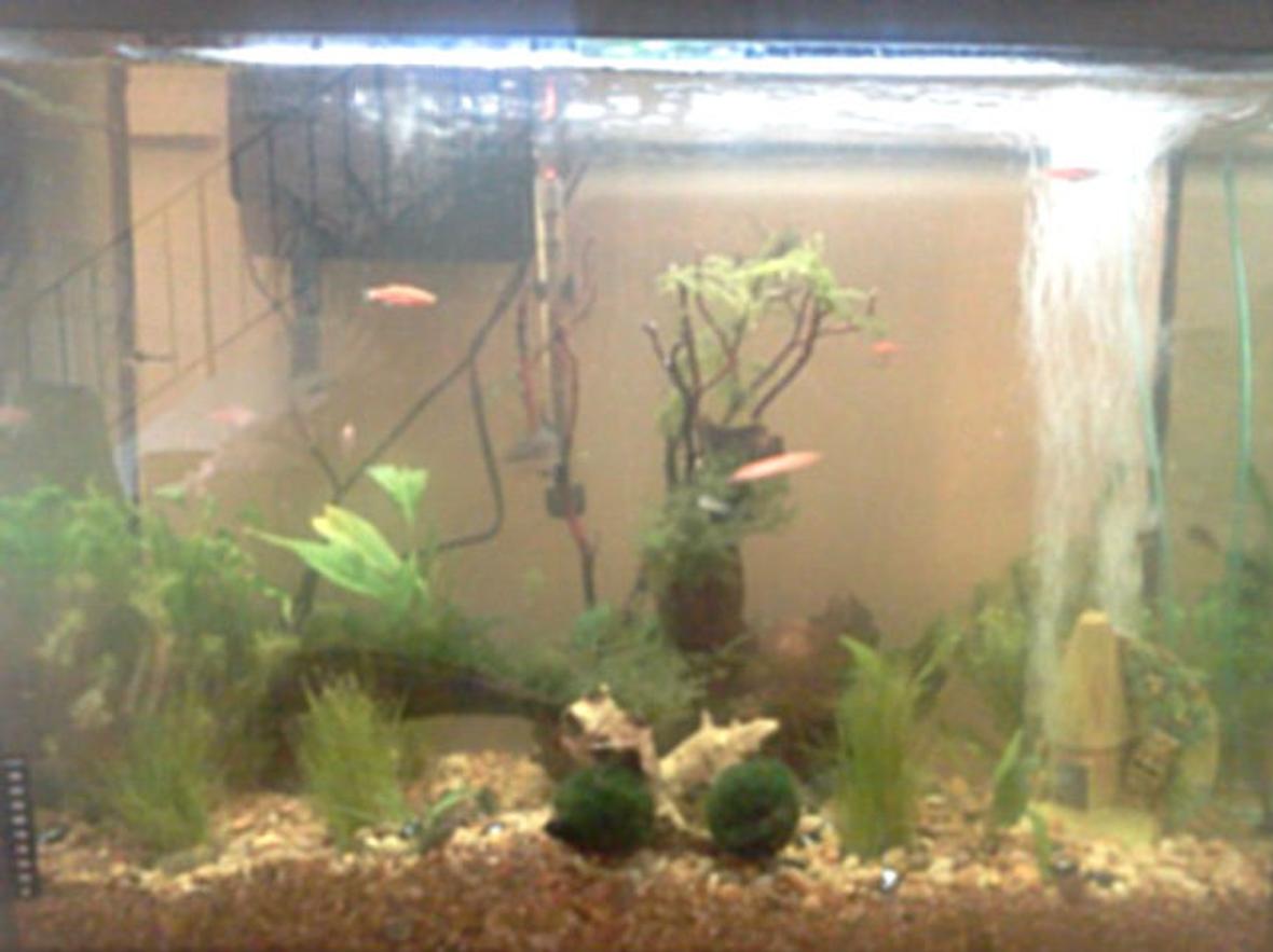 40 gallons planted tank (mostly live plants and fish) - Terrible picture, I've tried to get a better one and they always come out crappy.