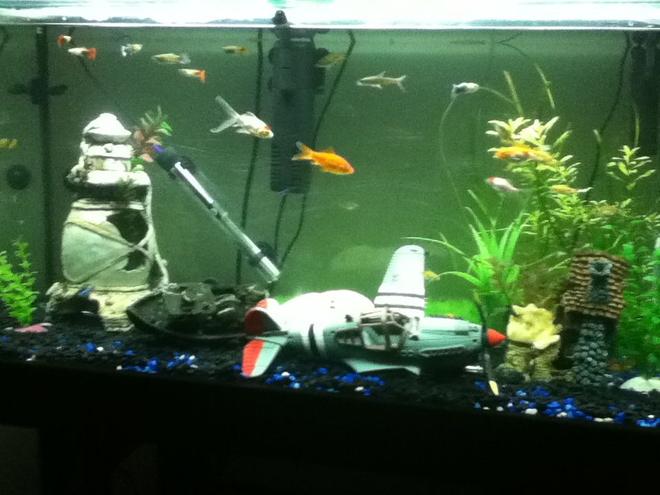 55 gallons freshwater fish tank (mostly fish and non-living decorations) - my fish tank will soon be getting a huge wooden structure thing my fish are all hiding  hav 4 silver sharks