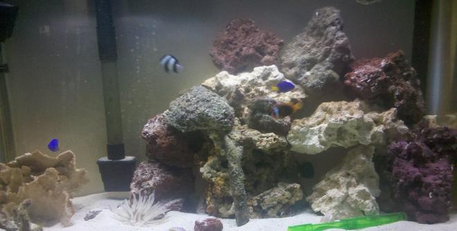 29 gallons saltwater fish tank (mostly fish, little/no live coral) - Tank with new rocks