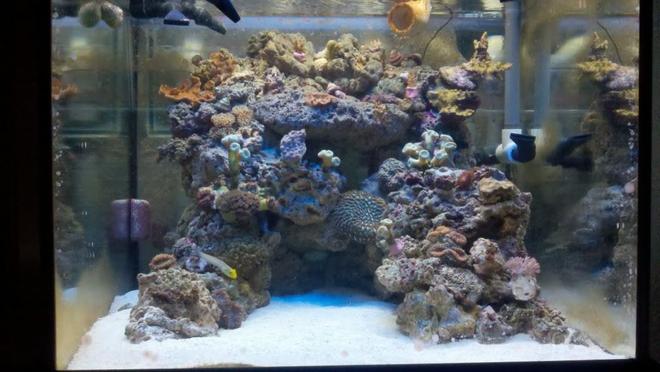 45 gallons reef tank (mostly live coral and fish) - 45 cube