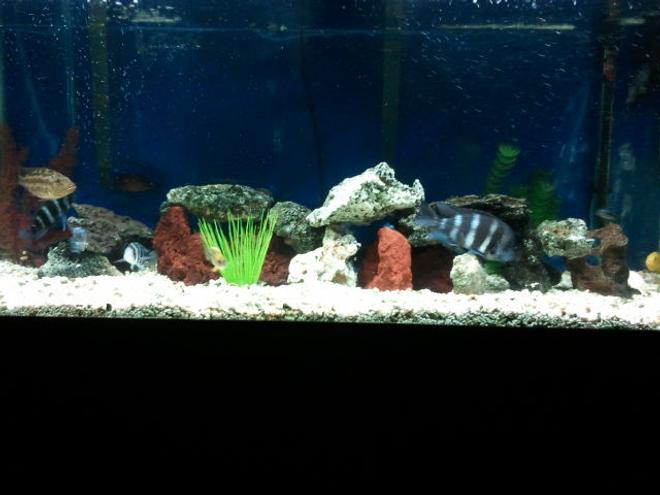55 gallons freshwater fish tank (mostly fish and non-living decorations) - Changed rock configuration do to fish growth