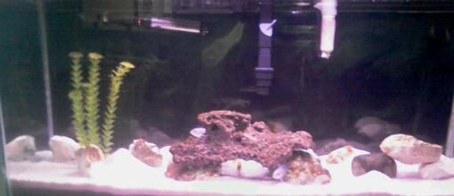 40 gallons freshwater fish tank (mostly fish and non-living decorations) - Malwai