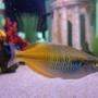 freshwater fish - melanotaenia boesemani - boesemani rainbow stocking in 45 gallons tank - Boesemani Rainbowfish